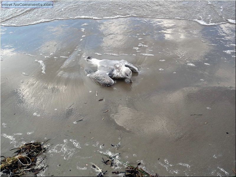 Parnu-Death on the Beach.JPG