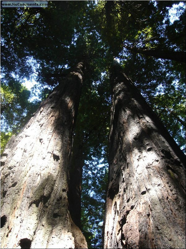 California Red Woods Forest Sequoias.JPG