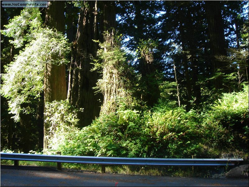 California Red Woods Forest.JPG