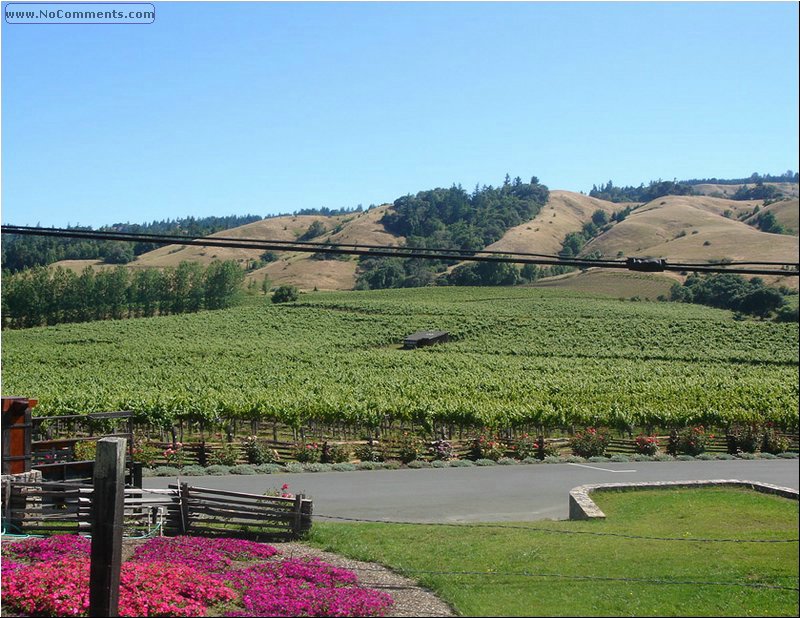 Navarro Vineyards 1.JPG