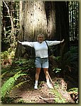 California Red Woods Forest Sequoia.JPG