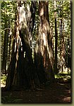 California Red Woods Forest Sequoias 2.JPG