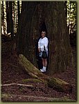 California Red Woods Forest Sequoias 3.JPG