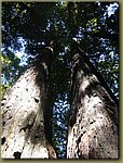 California Red Woods Forest Sequoias.JPG