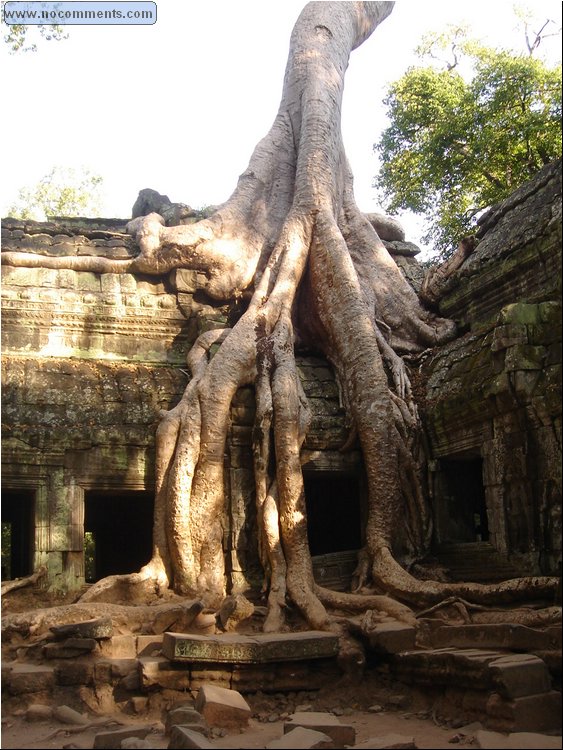Ta Prohm Temple - natural and man made beauty united.JPG