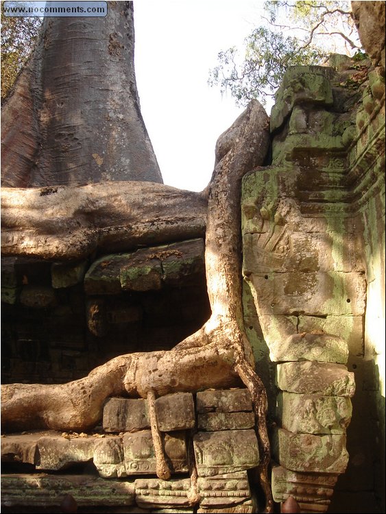 Ta Prohm Temple - python looking root the tail.JPG