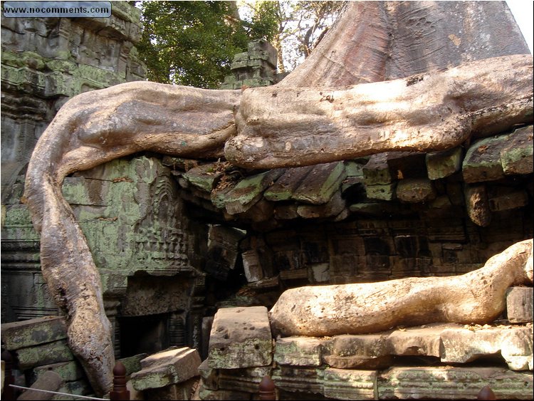 Ta Prohm Temple - python looking root.JPG