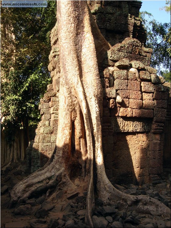 Ta Prohm Temple 3.JPG