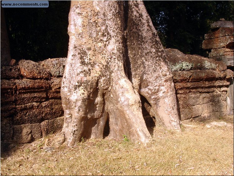 Ta Prohm Temple 8.JPG