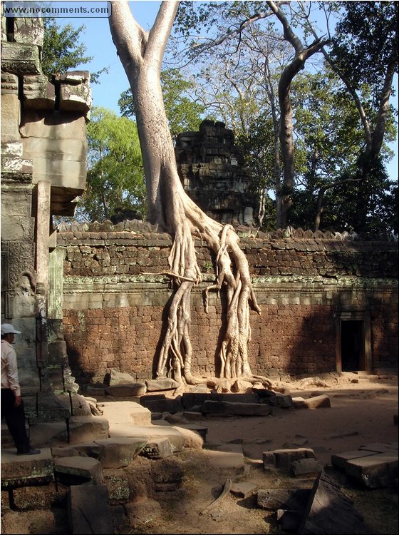 Ta Prohm Temple.JPG