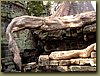 Ta Prohm Temple - python looking root.JPG