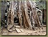 Ta Prohm Temple - roots over temple entrance.JPG