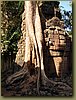 Ta Prohm Temple 3.JPG