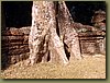 Ta Prohm Temple 8.JPG