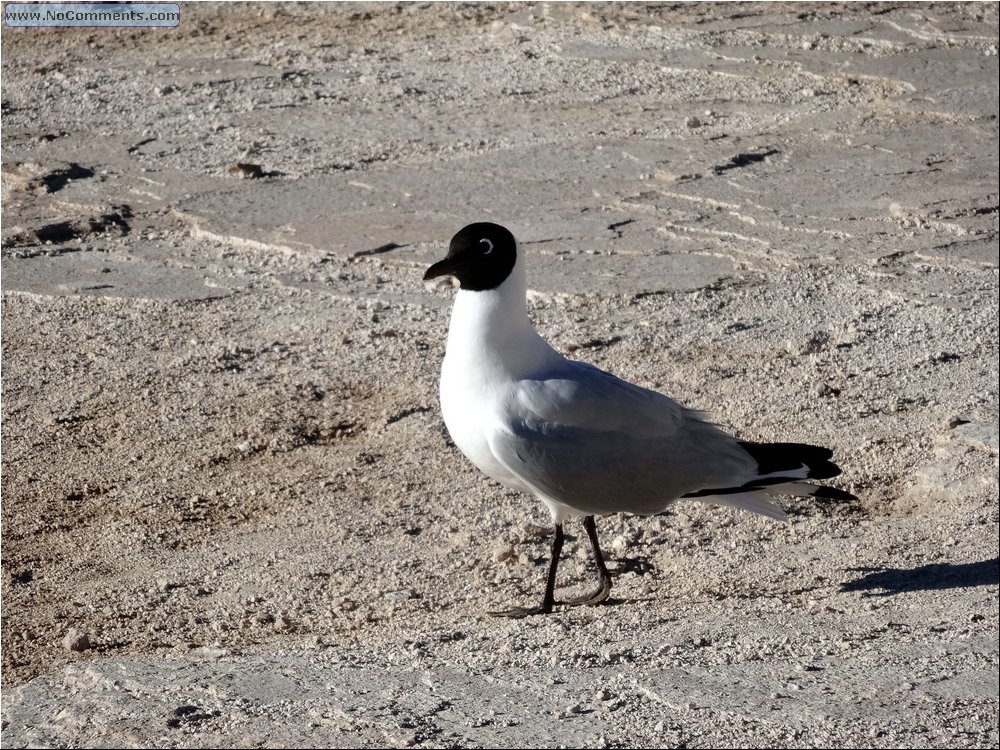 Desert fauna 00.JPG