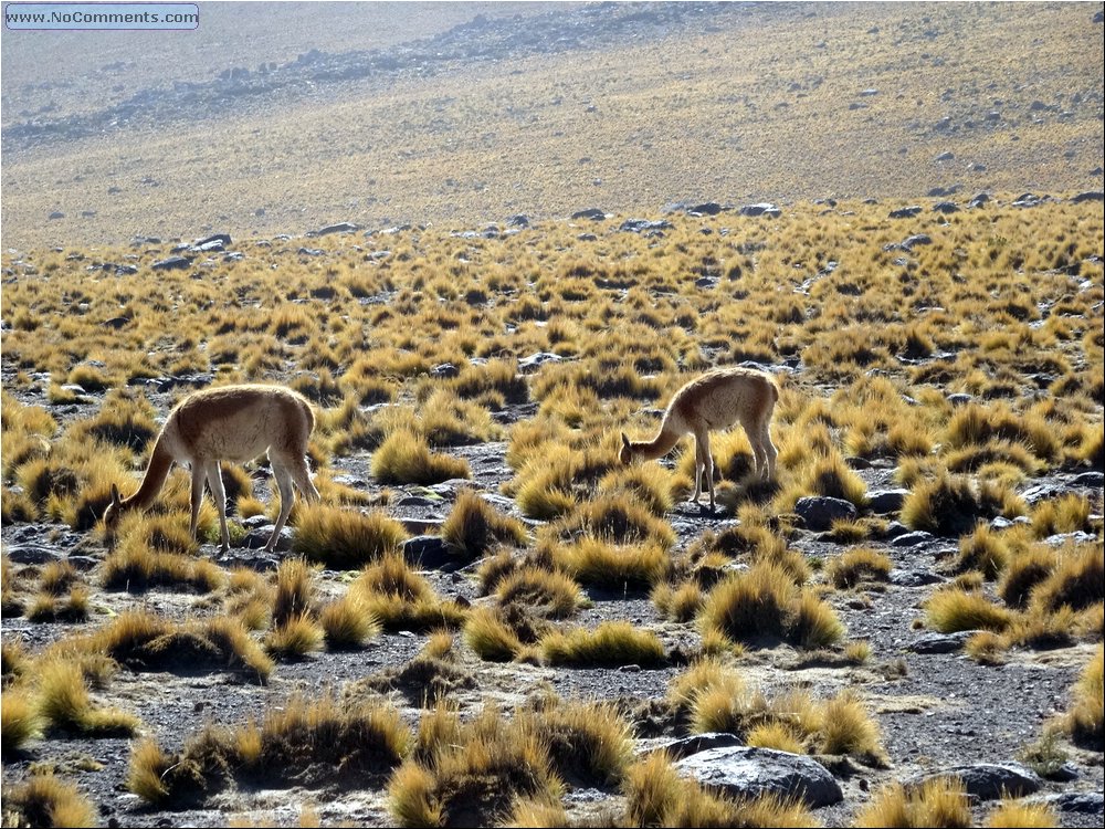 Desert fauna 04.JPG