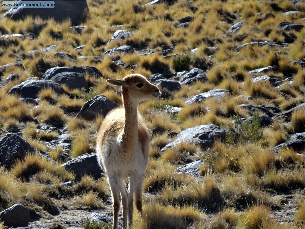 Desert fauna 05.JPG