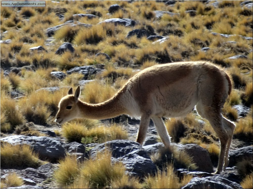 Desert fauna 06.JPG