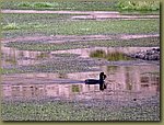 Desert fauna 09.JPG