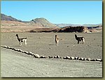 Desert fauna 15.JPG