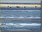 Salt desert 02.JPG