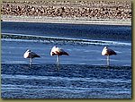 Salt desert 04.JPG