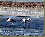 Salt desert 05.JPG