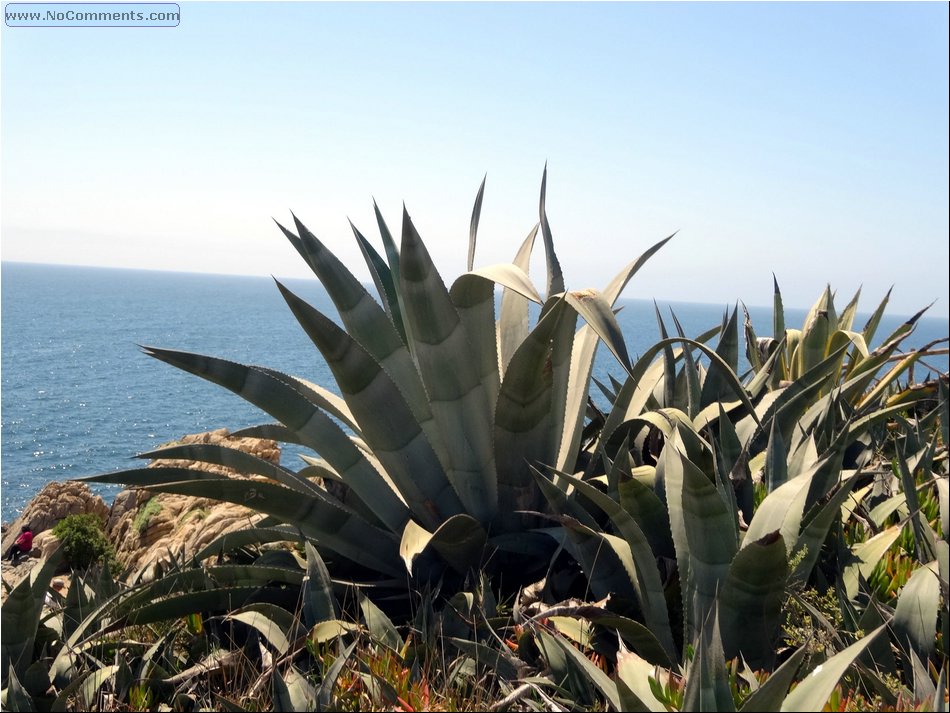 Valparaiso cacti.JPG