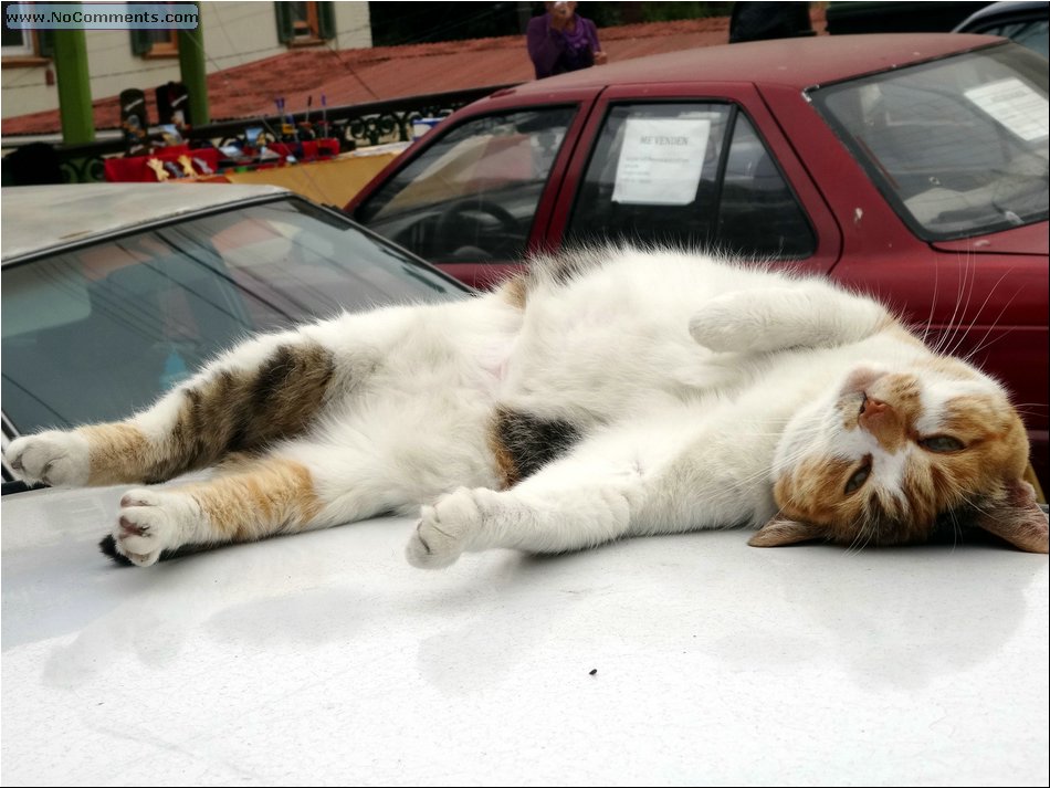 Valparaiso cat.JPG