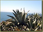 Valparaiso cacti.JPG