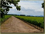 Viu_Manent_Winery_02.jpg