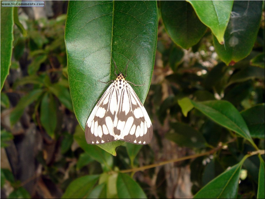 small baterfly.JPG