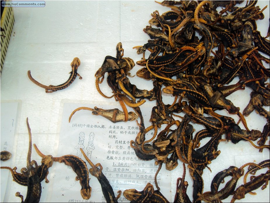 we ate them...NOT!.JPG