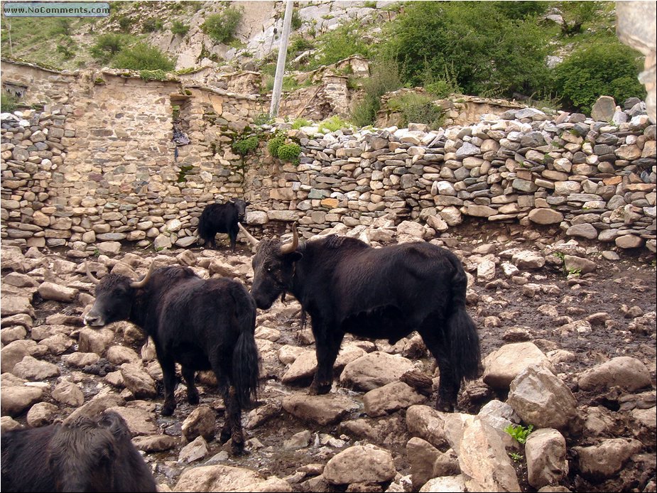 yaks 1.JPG
