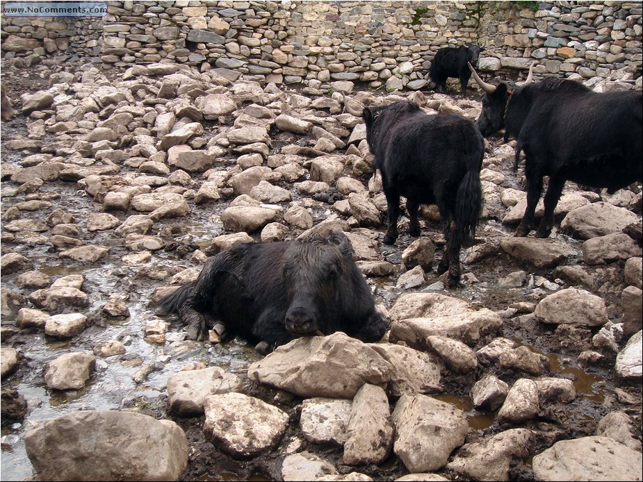 yaks 2.JPG