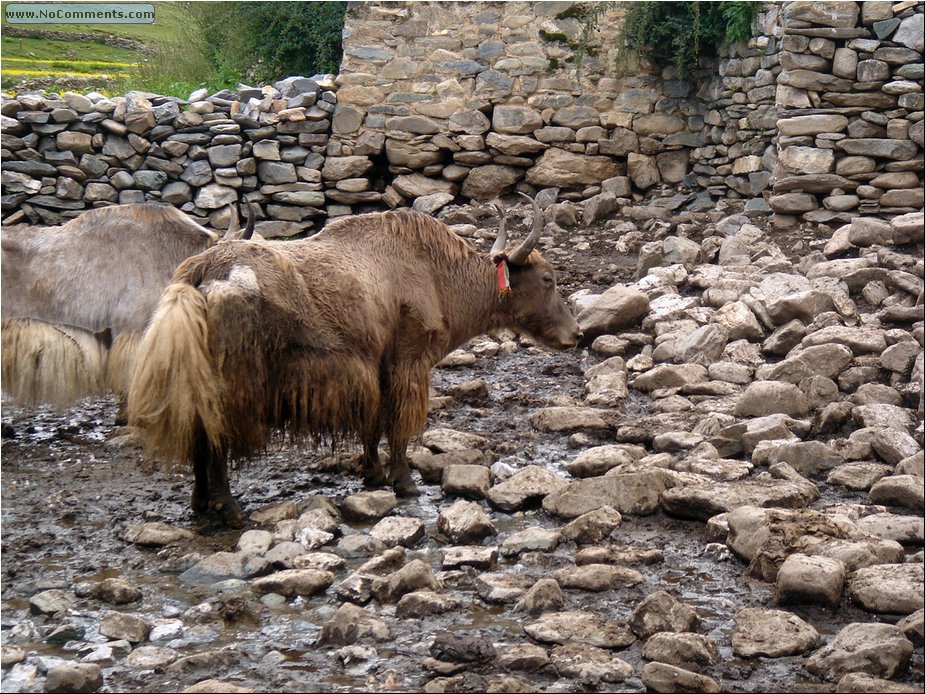yaks 3.JPG