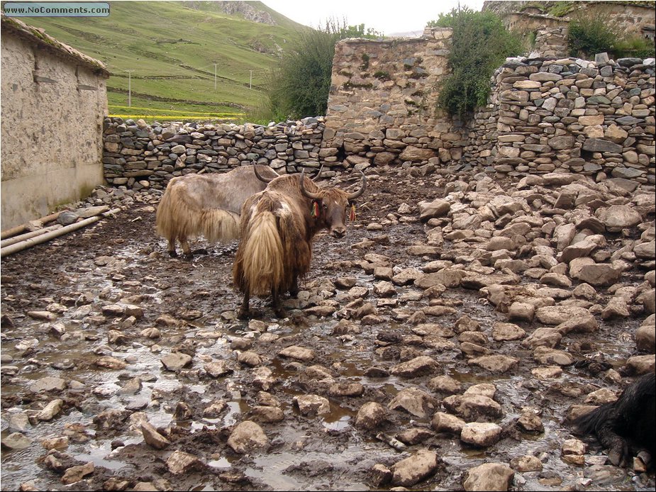 yaks.JPG
