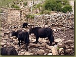 yaks 1.JPG