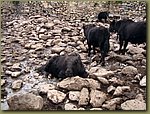 yaks 2.JPG