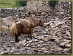 yaks 3.JPG