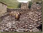 yaks.JPG