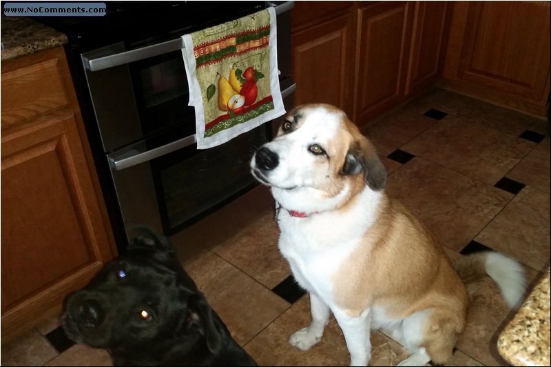 Breakfast at the garden Putin and Charlie.jpg