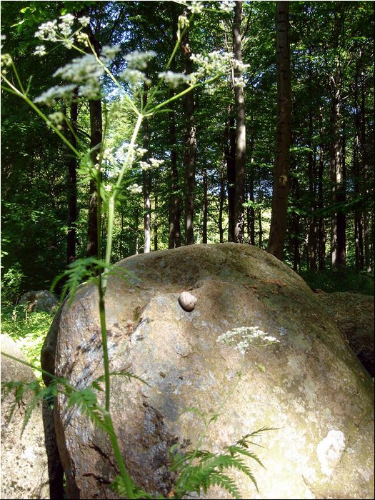 Ringsted Birger forest 03.JPG