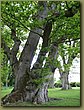 Merlosegaard 05.jpg