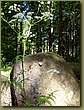 Ringsted Birger forest 03.JPG