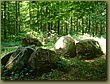 Ringsted Birger forest 04.JPG