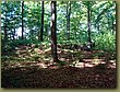 Ringsted Birger forest 05.JPG