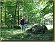 Ringsted Birger forest 10.jpg