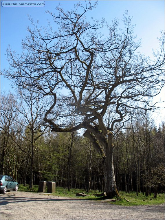tree.jpg