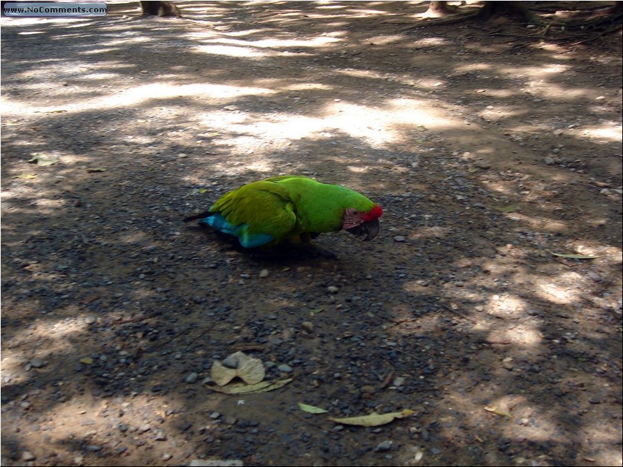 Honduras - why does parrot cross the road.JPG